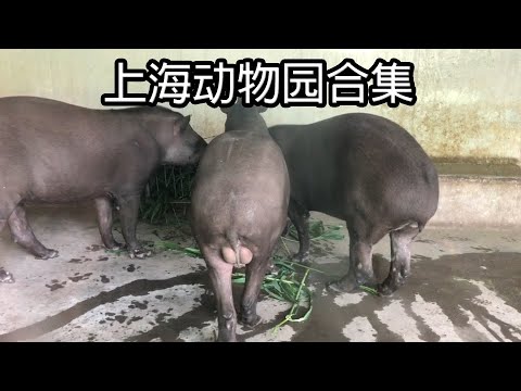 上海動物園合集 ShangHai Zoo