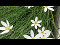 Star of Bethlehem #shorts#shortvideo #short