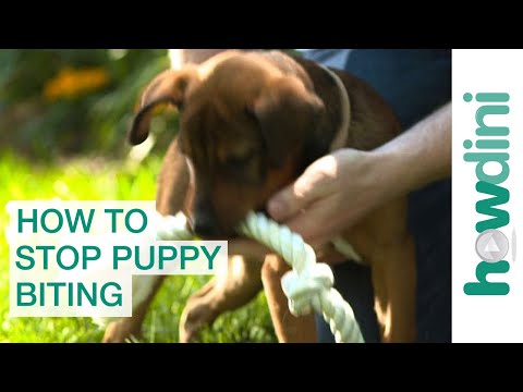 如何制止幼犬咬人訓練幼犬不咬人 (How To Stop Puppy Biting: Training Puppies Not to Bite)