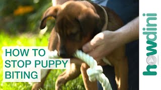 How To Stop Puppy Biting: Training Puppies Not to Bite