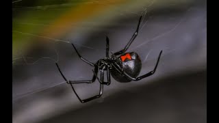 how to get rid of black widows (no chemicals needed)