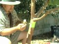 Organic Ant Control For Fruit Trees 