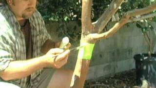 Organic Ant Control For Fruit Trees