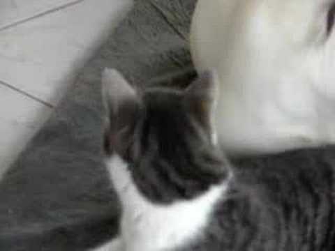 Pollux trouve Rona trop sale