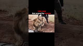 Lion then ☠️ #viral #shorts #youtube #video 