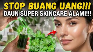 Download lagu Stop Beli Skincare Mahal! Rahasia Daun Sirih Cina Untuk Mengobati Jerawat & Flek Hitam mp3