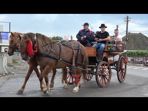 Parada cailor de la Gilau, Cluj 9 Iunie 2023 Nou!!!