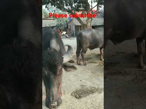 omg😱 mohis😲#viralshorts #trendingshorts #youtubeshorts