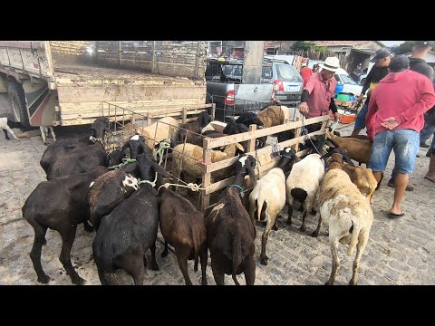 FEIRA DE ANIMAIS DE PUXINANÃ-PB SEGUNDA FEIRA 