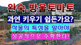[텃밭농부 1,500]  토마토 정말 키우기 쉽든가요? 작물의 특성을 알면 쉬워집니다. #토마토재배
