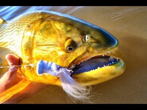 Islander Field Team - Golden Dorado River Cruiser