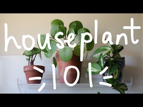 , title : 'Houseplant 101 | Houseplant Care Basics