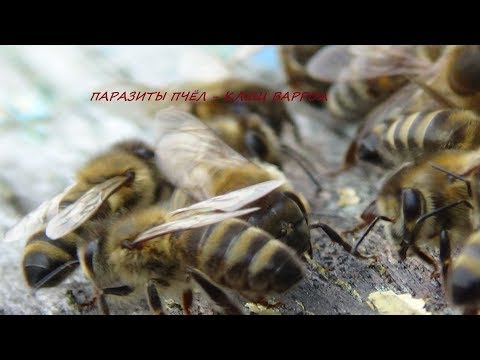 Варроа толерантность пчелы