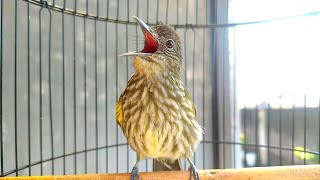 Download lagu Suara Cucak Rawis ini bikin Emosi burung lain mp3 Download lagu Suara Cucak Rawis ini bikin Emosi burung lain mp3