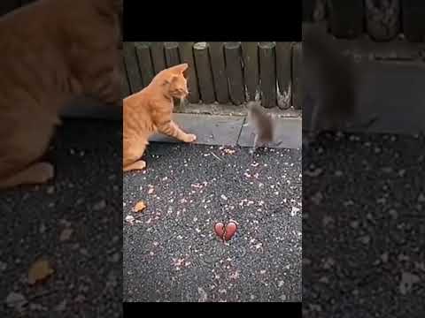 SIGMA MOUSE||FIGHT BETWEEN CAT AND MOUSE #shorts #viral #reel