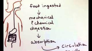 metabolism overview