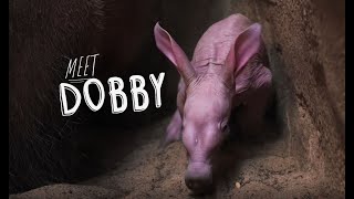 Meet Dobby – the FIRST ever baby aardvark to be born at the zoo! ❤️️