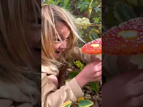 フランスにおける有毒キノコとは何ですか?またその見分け方は?選ぶときはこの7種に注目！  庭園