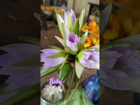 alli flowers in our cheruvu#so beautiful flowers#lovely flowers#like flowers