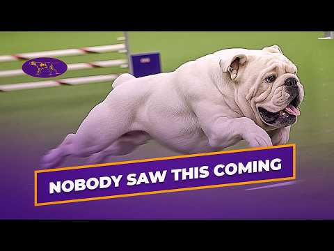 Rudy the Bulldog Crushes the 2019 WKC Masters Agility Course | Westminster Dog Show