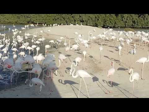 Flamingos in Ras AL Khor Sanctuary Dubai | Flamingos in Dubai