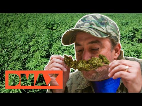Hanf-Schnaps: Grünes Gold | Moonshiners | DMAX Deutschland