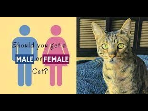 Is it Better to Adopt a MALE or FEMALE CAT? 🐱 DIFFERENCES