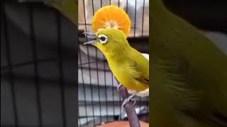 Download lagu suara burung kacamata jawa@D.Hewan.#kicauan#burung#kacamatajawa#burungcantik #duniahewan#video#shots mp3