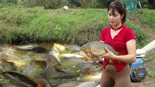 Wild Fishing Exciting / Fishing Techniques Helps Girl Catch Many Wild Fish in a Puddle