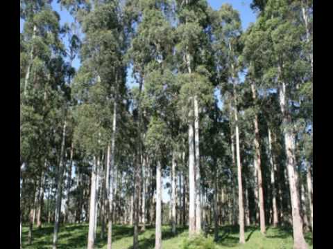 Eucalipto - Pragas da cultura