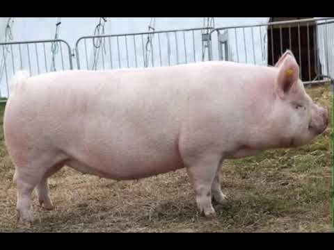 , title : 'Middle White Pig | Facts, History & Characteristics'