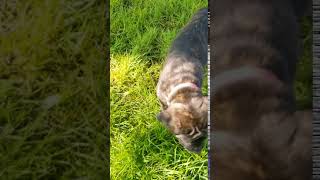 Video preview image #6 Mastiff Puppy For Sale in FULTON, NY, USA
