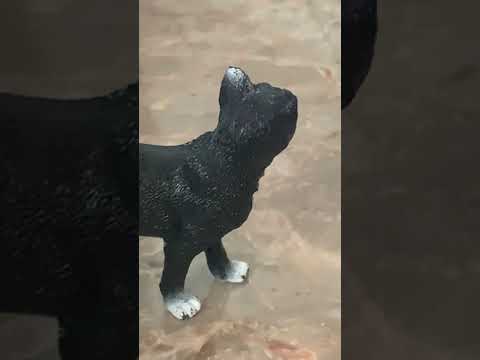 Trick or Treat Cats going to trick-or-treat￼￼