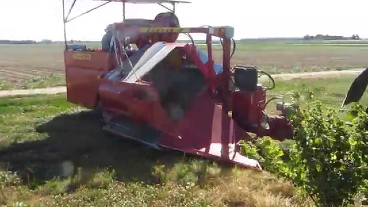 Сбор смородины комбайном