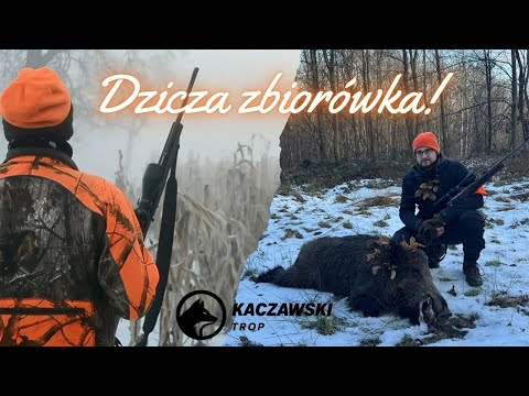 Dzicza zbiorówka! Wild boar drive hunting!