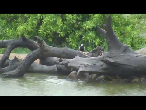 Djuma: Sights and sounds around Vuyatela during the rainy morning - 10:51 - 12/28/18