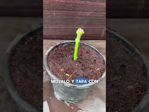 Mango grafting in a pot #mango #graft #grafting #fruittrees #pottedgarden #agro #usc