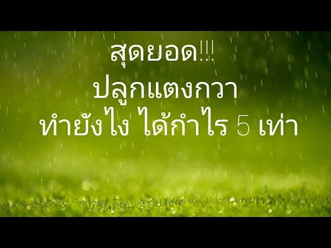 ลูกแพร์และความอ่อนแอ ยาโป๊ทางเพศ