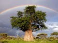 YANNI - Reason For Rainbows