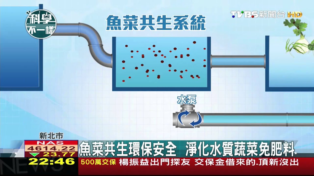 【科學不一樣】魚菜共生環保安全 淨化水質蔬菜免肥料