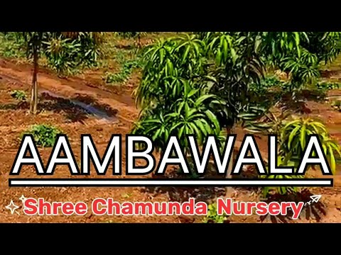 Mango Farm From Surat Chamunda Nursery