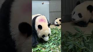 Introvert VS. Extrovert: Only One Look And You'll Know | iPanda #shorts #HKPanda