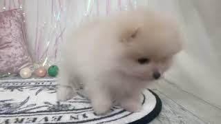 ポメラニアンの動画01