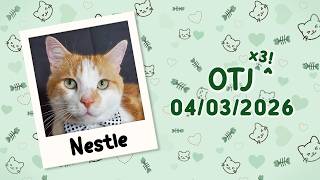 Nestle is OTJ (x3!) ♡ 04/03/2026