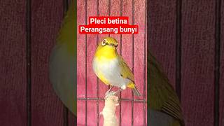 Download lagu pleci betina birahi perangsang bunyi #plecigacor mp3