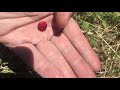 Wild strawberries.