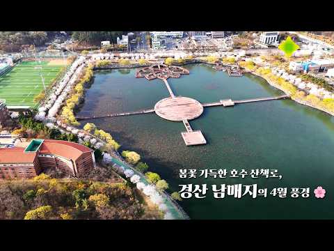 꽃바람 따라 걷는 경산 남매지 한 바퀴 