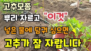 고추모종 뿌리자르고 "이것" 넣은물에 담궈 심으면 고추가 잘 자랍니다 삽목발근제 고추모종침지방법 고추심는방법…