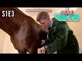 Junior Vets S1E3