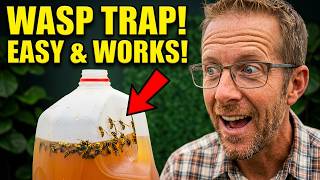 DIY Wasp Trap That Actually Works | Yellow Jacket Removal Hack